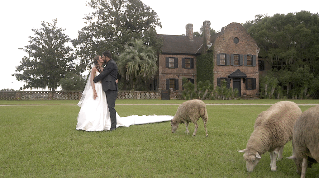 Bride and groom on the lawn at Middleton Place House Museum with sheep grazing in front.